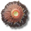 Volcano Eruption Jibbitz-korut